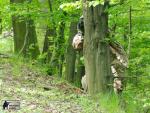 airsoft v ekovicch