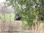 airsoft_jalovisko_45