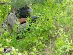 airsoft s militarygames v brn