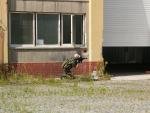 Airsoft CQB Reissigova